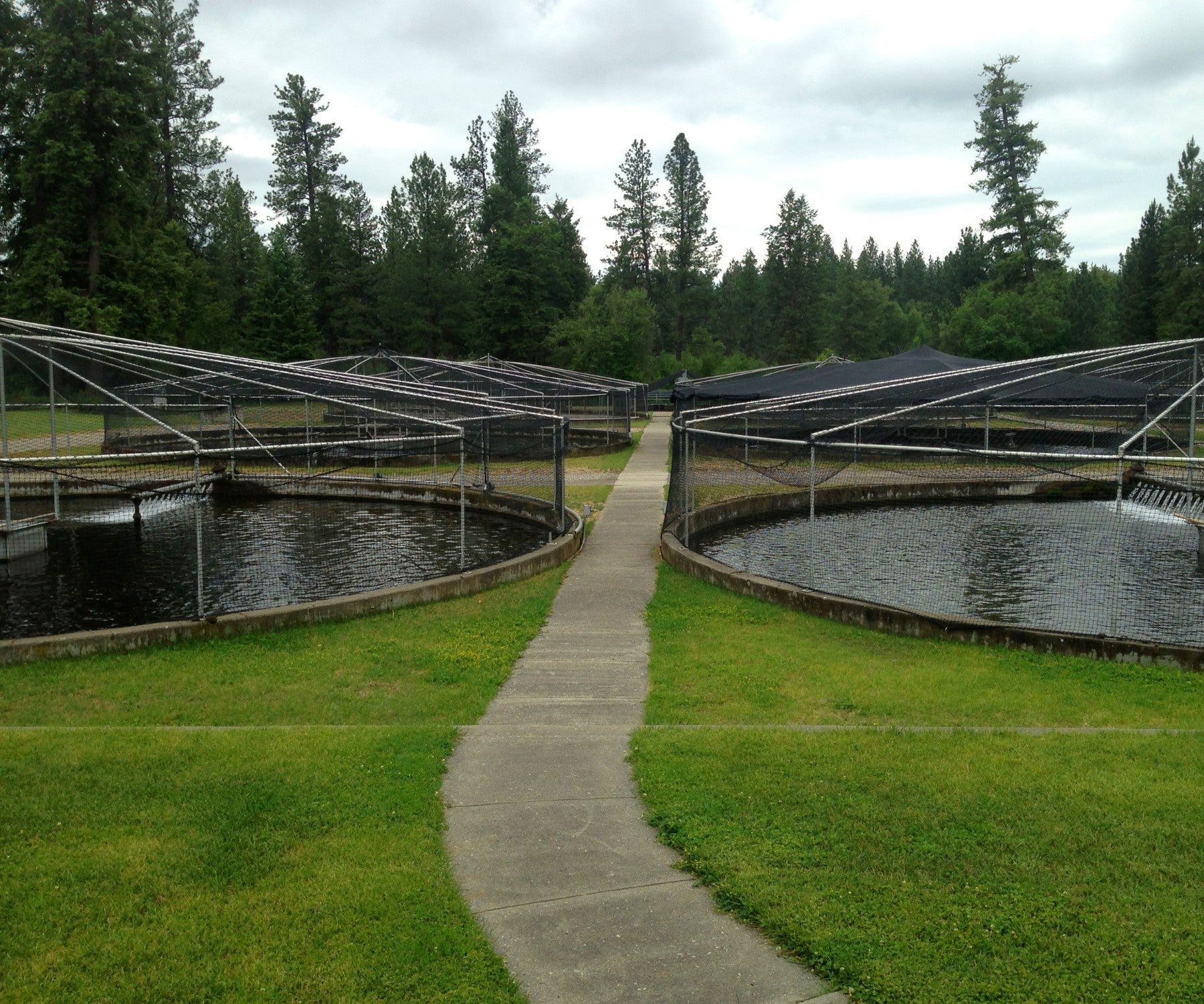 custom net solution to protect the fish hatcheries from birds and predators