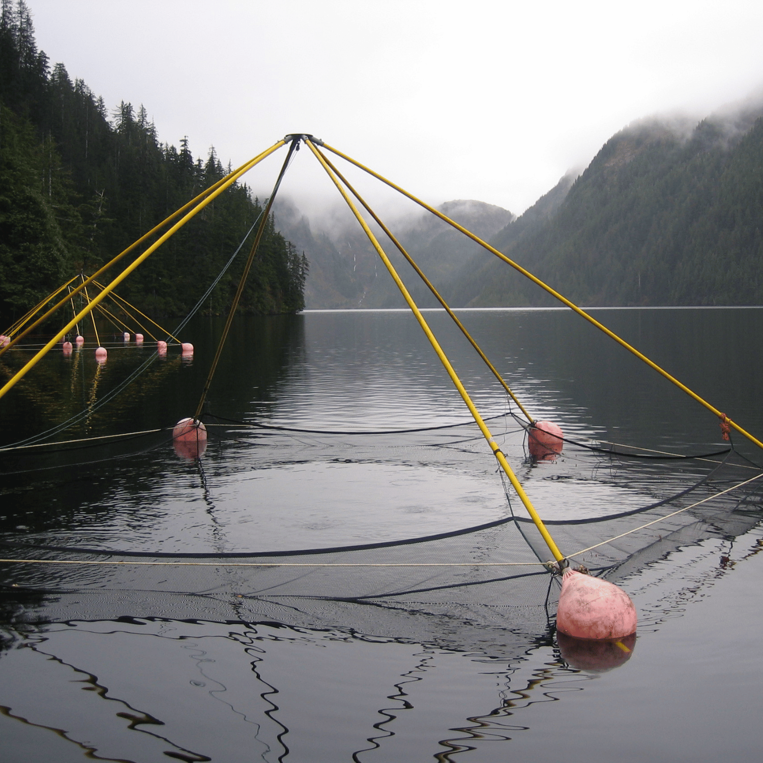 Aquaculture net pen in Pacific Northwest hatchery waters.