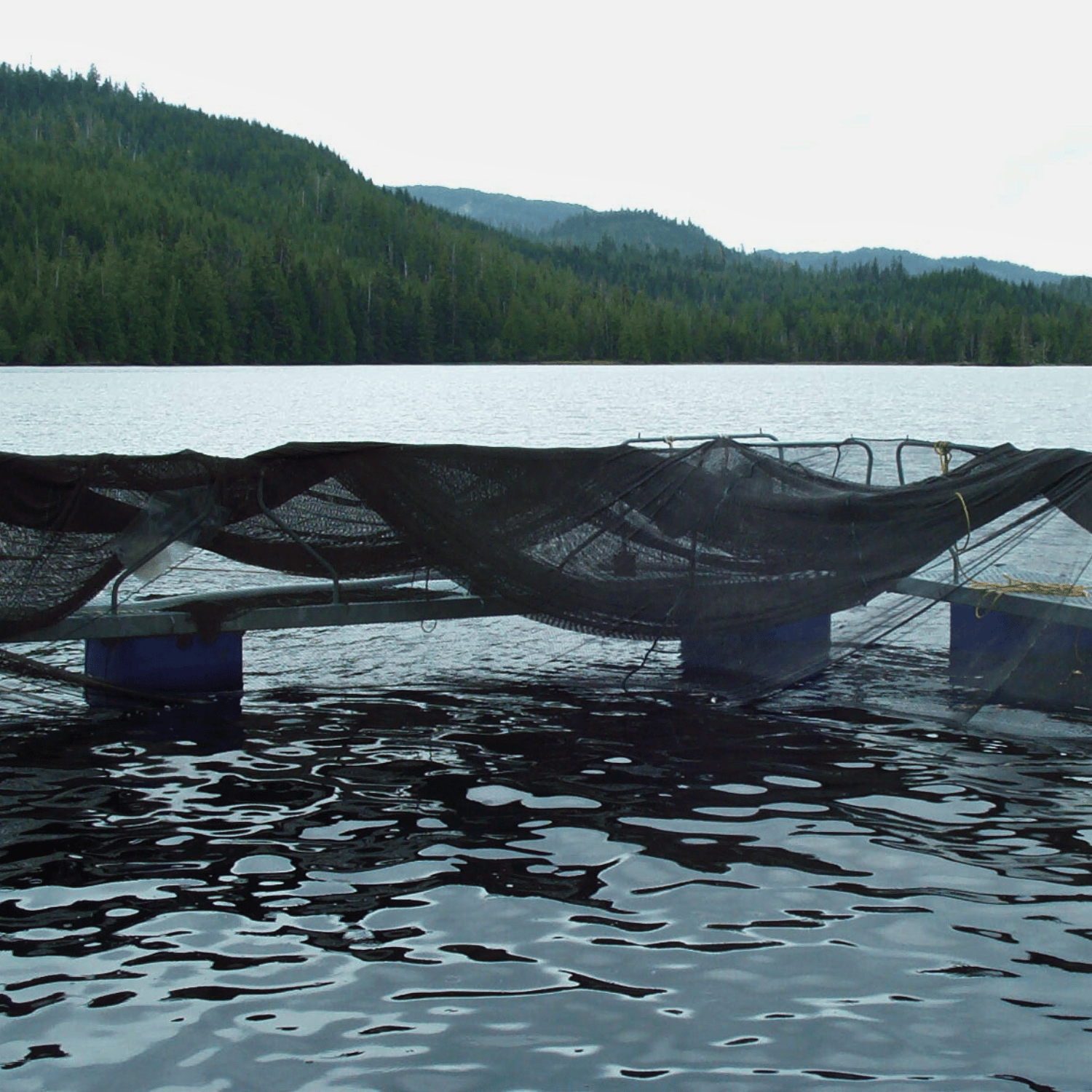 hatchery net pen suspended above the water in the Pacific Northwest