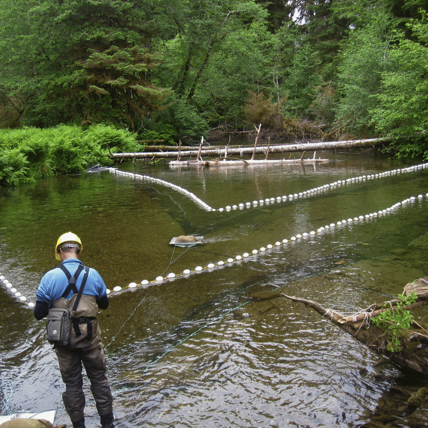state wildlife management conducting fish research with seine netting