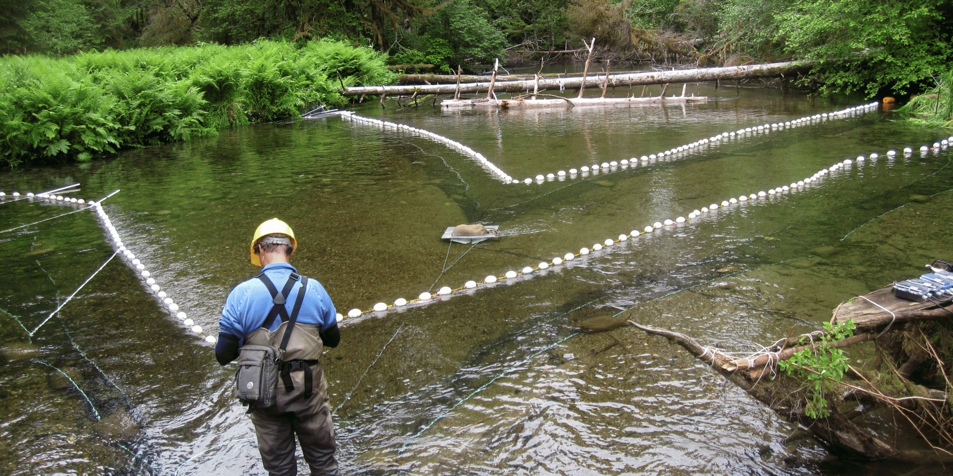 Man doing fish research near creek with custom seine netting